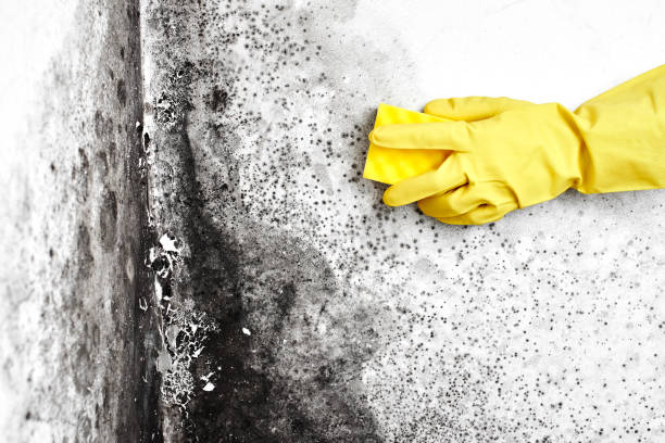 Best Mold Remediation for Specific Building Types in South Uniontown, PA